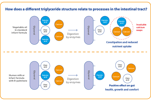 β-palmitate fat structure in infant formula supporting digestion and calcium absorption