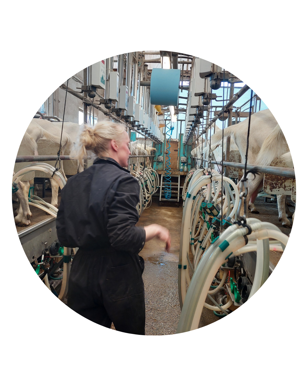Milking