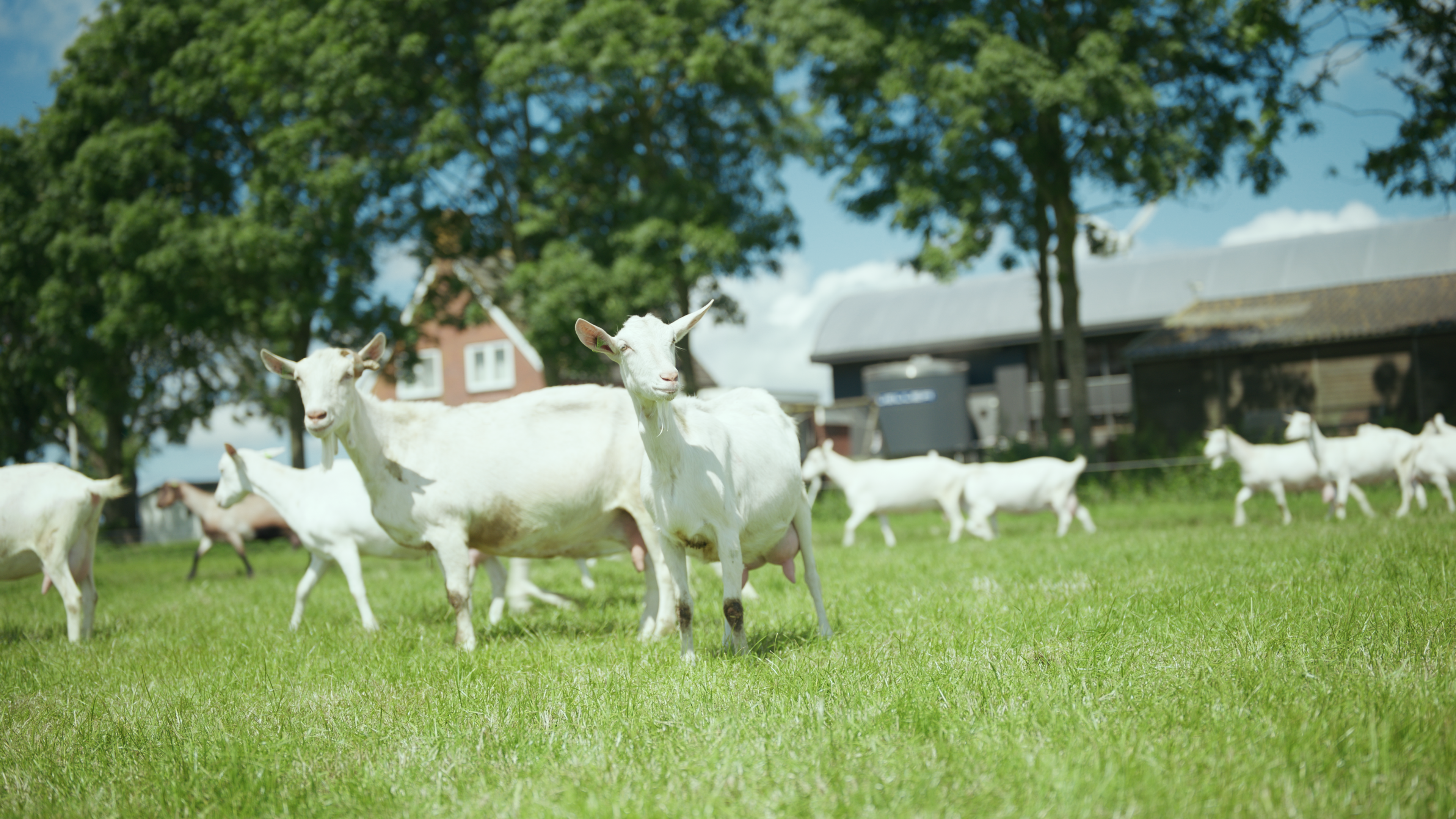 Kabrita goats on a Dutch farm producing goat milk formula