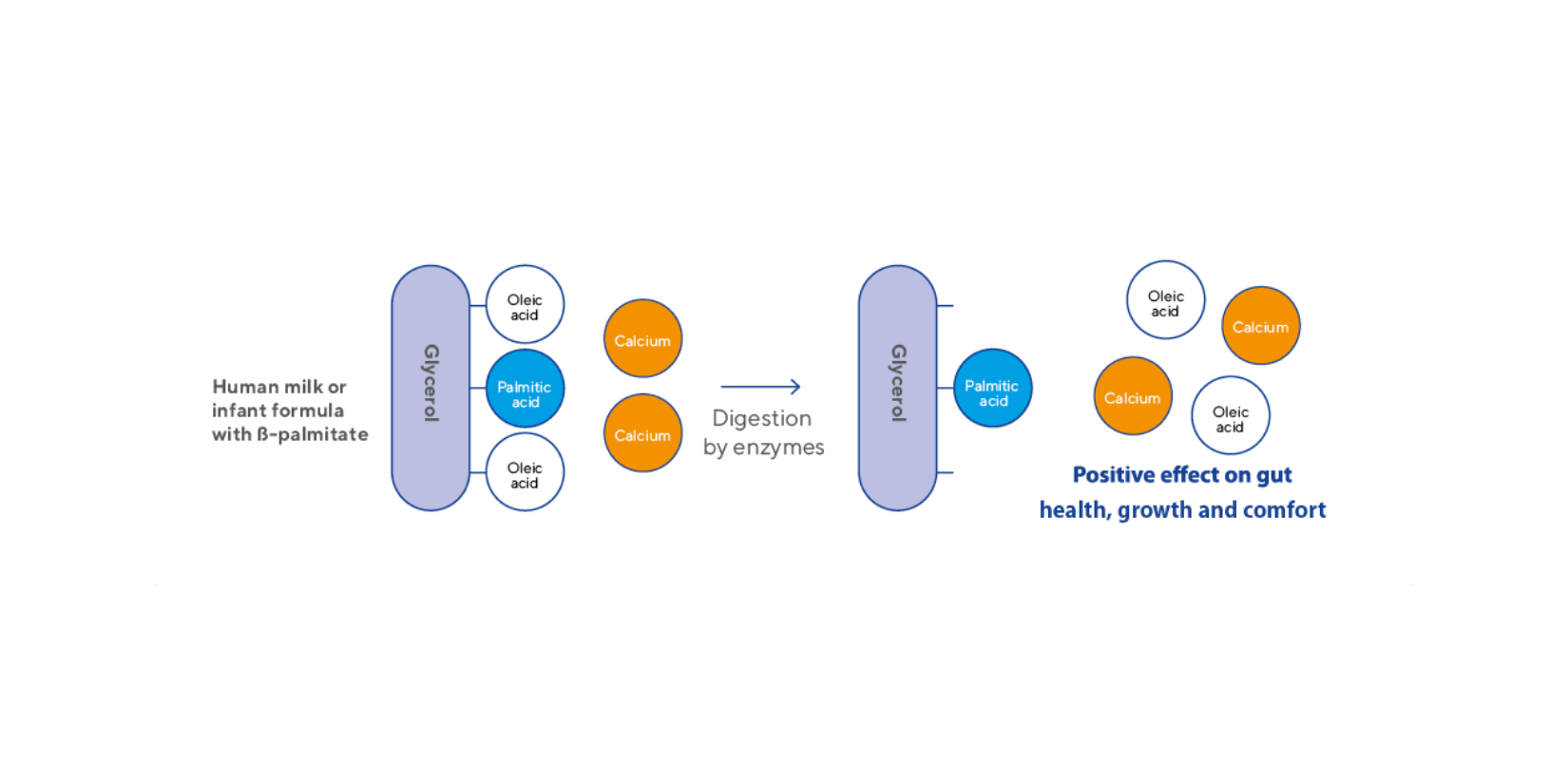 β-Palmitate in Infant Formula: Benefits for Digestion & Comfort